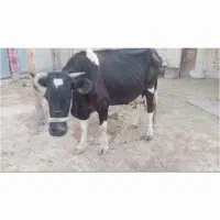 گاو هلشتاین