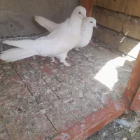 کبوتر  سفید پر|پرنده|شهرکرد, |دیوار