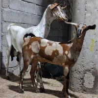 بز جوان دوکهره‌ ای زی سوم