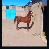 اسب نریان کرد