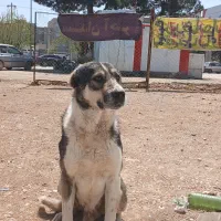 سگ گوسفندی درشت