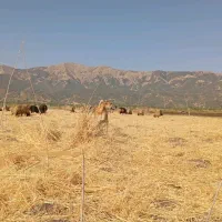 با سلام گ خیلی خوب گله‌ای