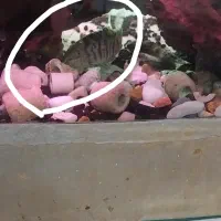 لوچ دلقک
