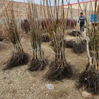 فروش نهال به سراسر کشور|خدمات باغبانی و درختکاری|میاندوآب, |دیوار