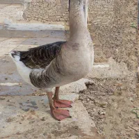 دو عدد قوغاز