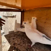 دو جفت کفتر رنگی|پرنده|کرج, شهرک کوثر|دیوار