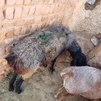 تعداد ۲میش اوستن فووری|حیوانات مزرعه|تربت جام, امام|دیوار