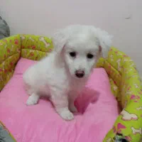 توله شیتزو اشپیتز|سگ|مشهد, شاهد (شهرک غرب)|دیوار