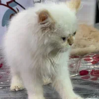 بریتیش پرشین (سفید و گارفیلدی)|گربه|رشت, لاکانی|دیوار