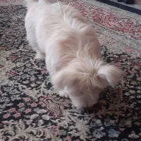 سگ پامر اشپیتز