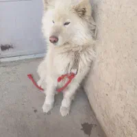 سگ هاسکی چش تا به تا