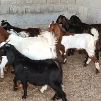 بزغاله های داشتی و پرواری