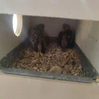 عروس هلندی مرغ عشق طوطی برزیلی|پرنده|یاسوج, |دیوار