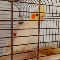 عروس هلندی ماده|پرنده|اردبیل, |دیوار