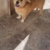 سگ ماده میکس شتیزو و تریر