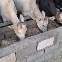 گوساله‌نر