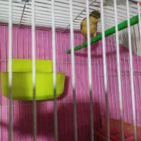 قناری باتخم سهره عروس البینیو دستی نر