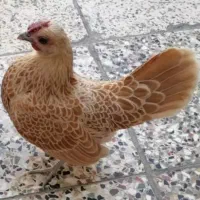 تخم‌ نطفه دار انواع مرغ