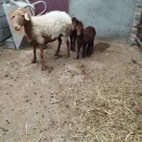 دو عدد گوسفند|حیوانات مزرعه|گنبد کاووس, |دیوار