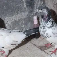 چند تا کبوتر پرشی|پرنده|رشت, گلباغ نماز|دیوار