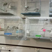 سهره قناری|پرنده|ایلام, |دیوار