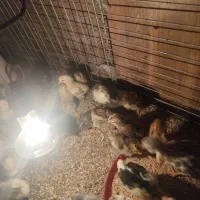 جوجه گلین|حیوانات مزرعه|سیرجان, |دیوار