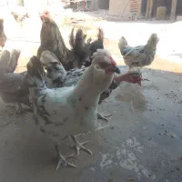 مرغ گلین ومعمولی (فقط تخم مرغ دارم )|حیوانات مزرعه|چغادک, |دیوار