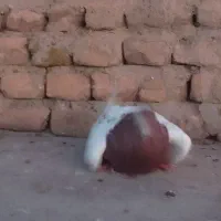 قرمزباش نر چهل سانتی|پرنده|میاندوآب, |دیوار