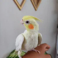 جوجه عروس هلندی