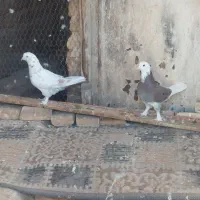 کبوتر پرشی نروماده