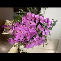 گلدان طبیعی ارکیده فروش فوری زیر قیمت