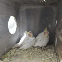 فروش عروس مولد به شرط مولد لیتینو|پرنده|بندر ماهشهر, |دیوار