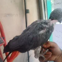 کاسکو۳ ساله حلقه پا فول دستی رام کلام بالا پر صحبت|پرنده|تهران, هفت چنار|دیوار