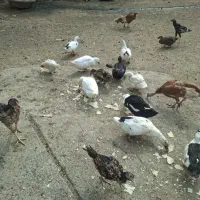 فروش تعدادی اردک تخم گذهر