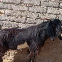 دوبر مشکی|حیوانات مزرعه|جنت, |دیوار