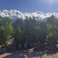 انواع گیاه آپارتمانی و باغ