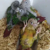 جوجه گرینچیک ملنگو راهب|پرنده|مشهد, نیزه|دیوار