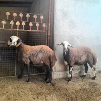 سلام 6عدد گوسفند توقلی ماده عتیقه