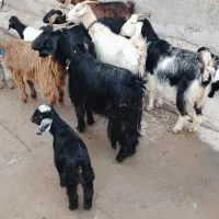 بزوبیگ‌داشتی