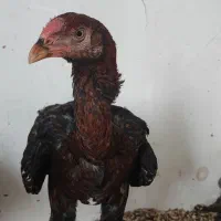 خروس لاری|حیوانات مزرعه|رحیم‌آباد, |دیوار