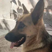 سگ خارجی هاسکی و ژرمن ورک|سگ|اردبیل, |دیوار