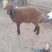 نر بره پرواری|حیوانات مزرعه|گرگان, |دیوار