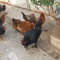 مرغ وخروس محلی همه جوان تازه به تخم آمده|حیوانات مزرعه|بیرجند, |دیوار