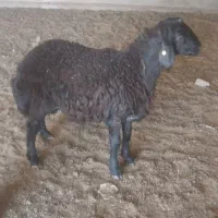 بره قوچ همو