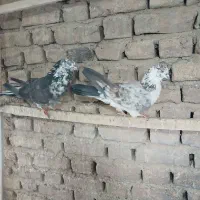 کفتر غاره نروماده