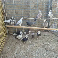 کفتر یا کبوتر|پرنده|معصومیه, |دیوار