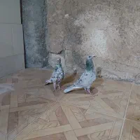 کبوتر|پرنده|آبپخش, |دیوار