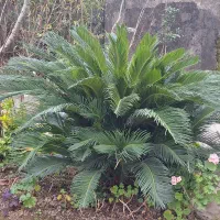 گل سیکاس|گل و گیاه طبیعی|رشت, حومه رشت|دیوار