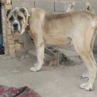 درشت مولد خوب براتوله کشی پاپی هم بازیگوش|سگ|تربت جام, معدآباد|دیوار