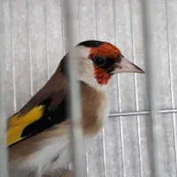 سهر قناری|پرنده|شیراز, کیان شهر|دیوار